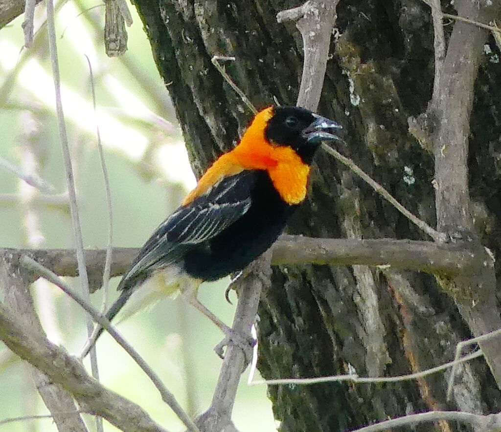 Black Bishop