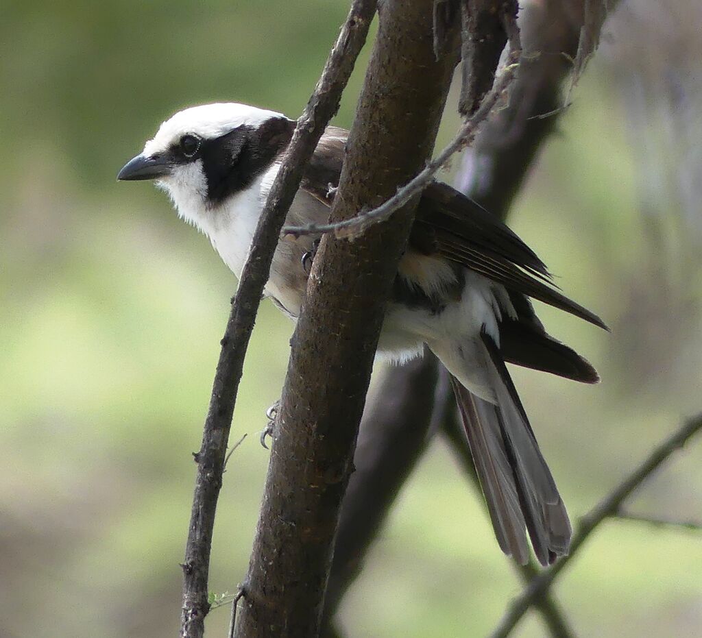 Northern White-crowned Shrike