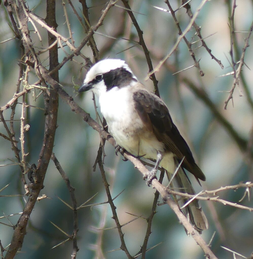 Northern White-crowned Shrike