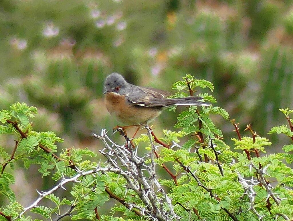 Fauvette passerinette