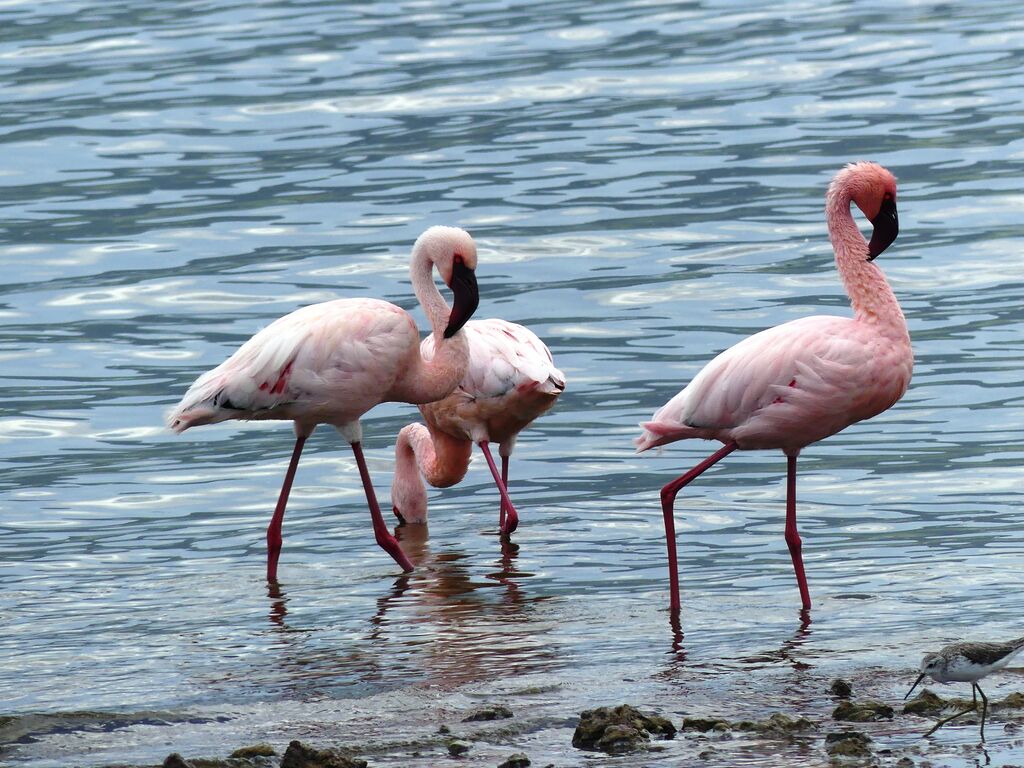 Lesser Flamingo