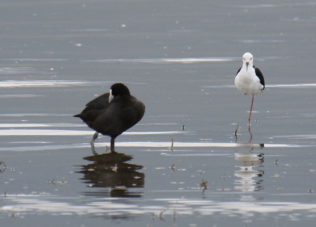 Red-knobbed Coot