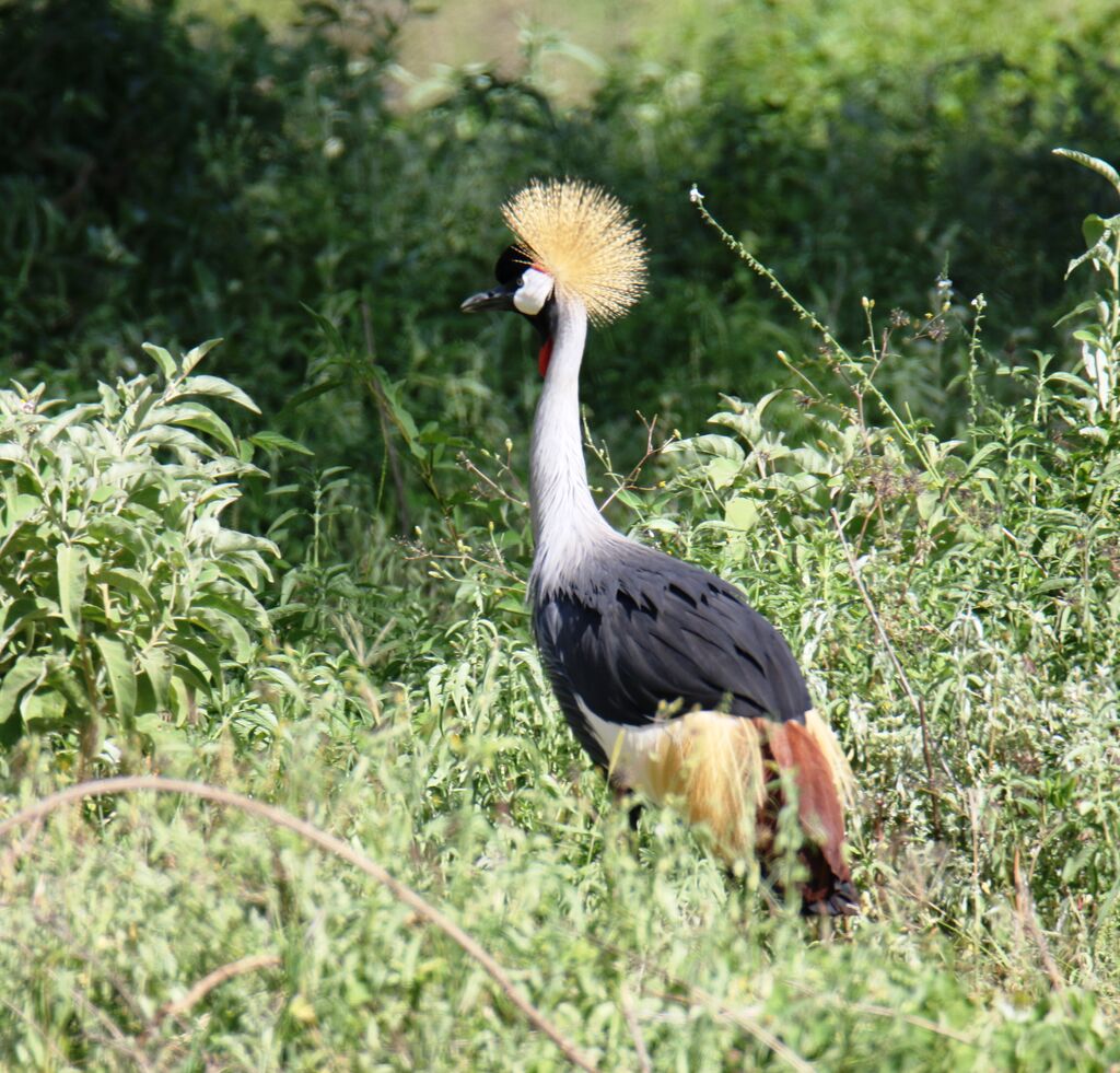 Grey Crowned Crane