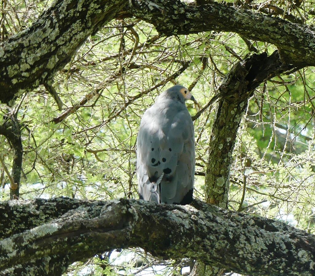 African Harrier-Hawk
