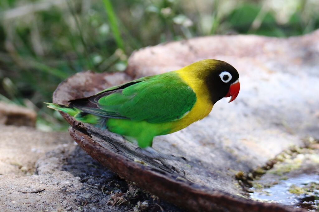 Yellow-collared Lovebird