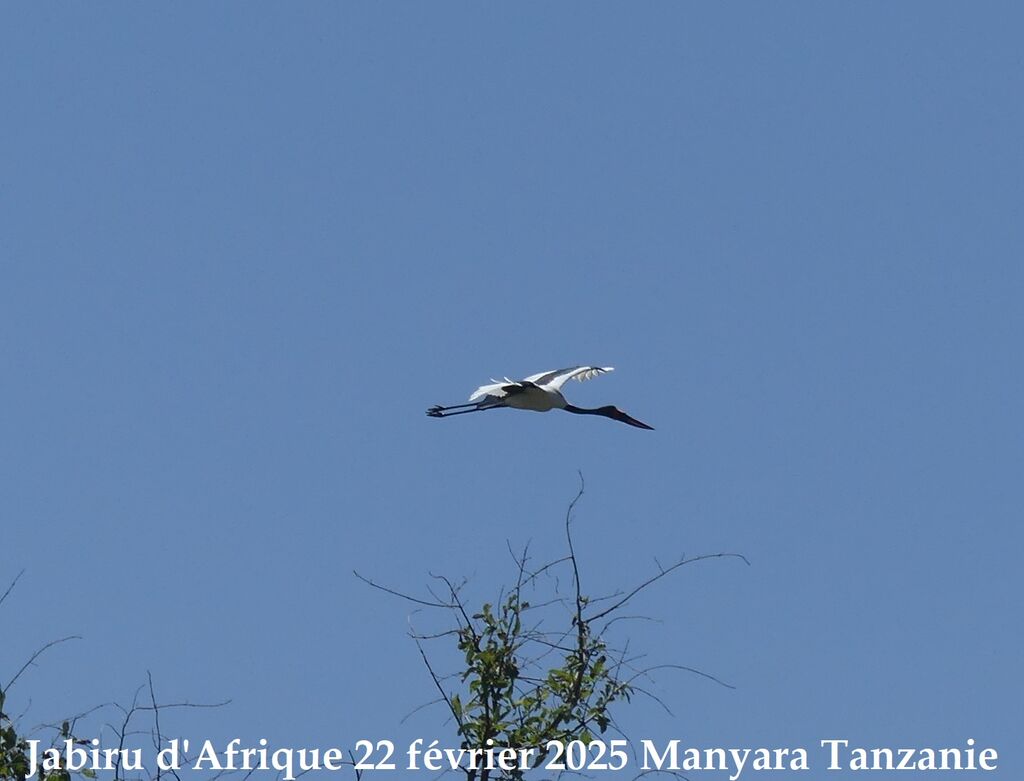 Saddle-billed Stork