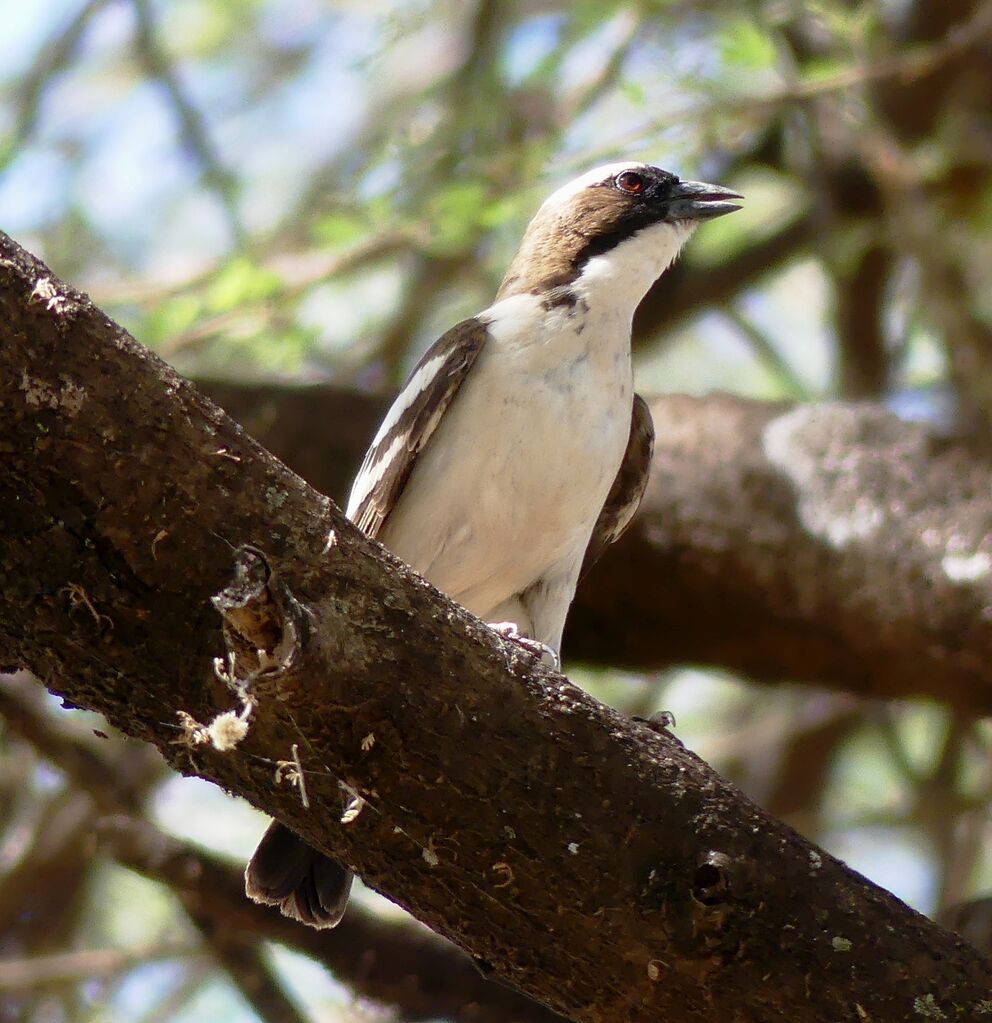 White-browed Sparrow-Weaver