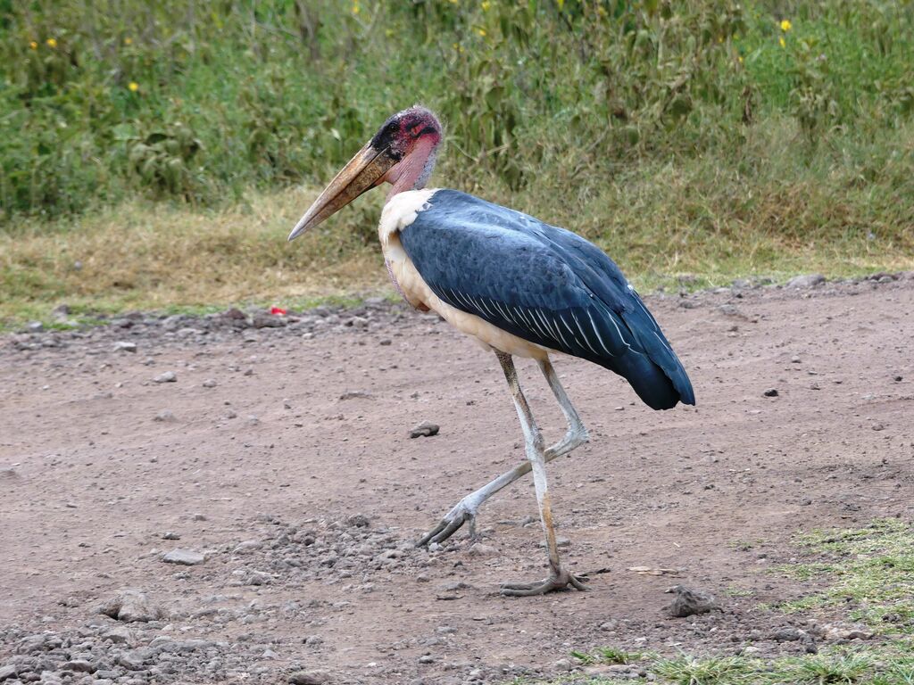 Marabou Stork