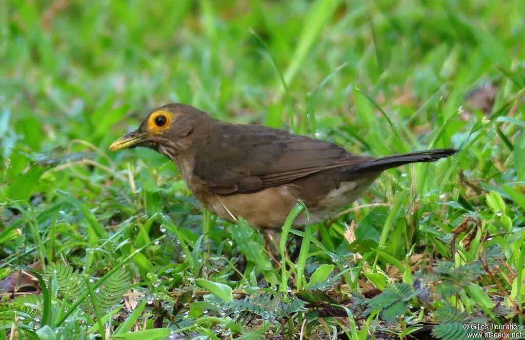 Spectacled Thrush