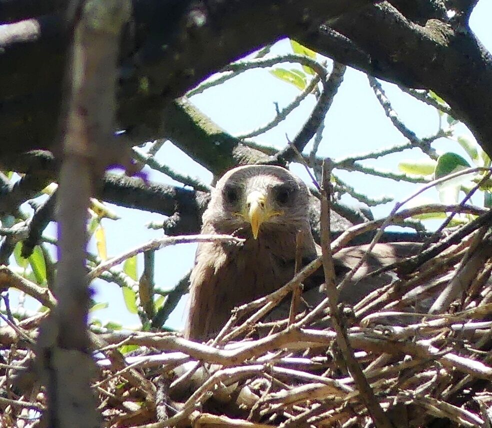 Yellow-billed Kite