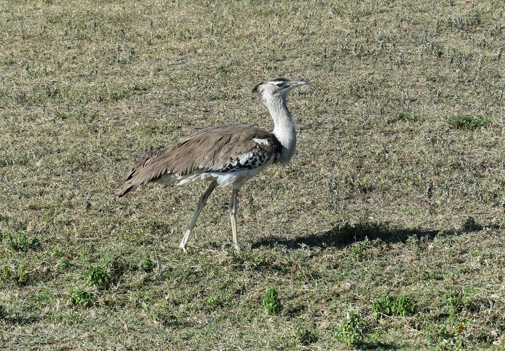 Kori Bustard