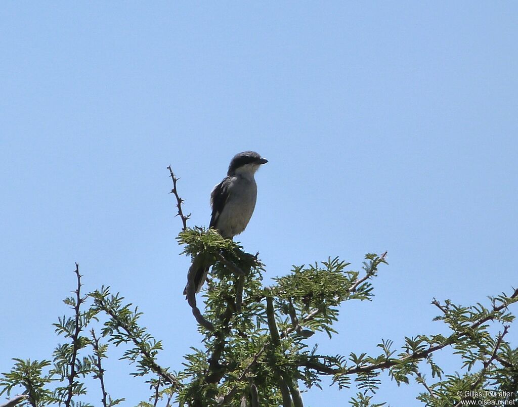 Loggerhead Shrike
