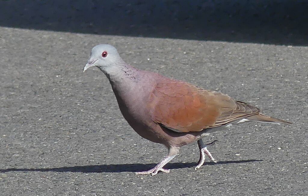 Malagasy Turtle Dove