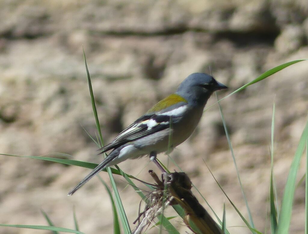 Pinson des arbres africain