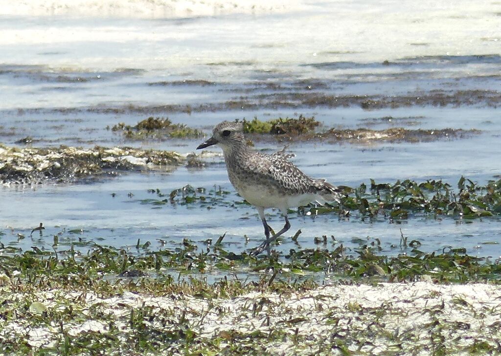 Grey Plover