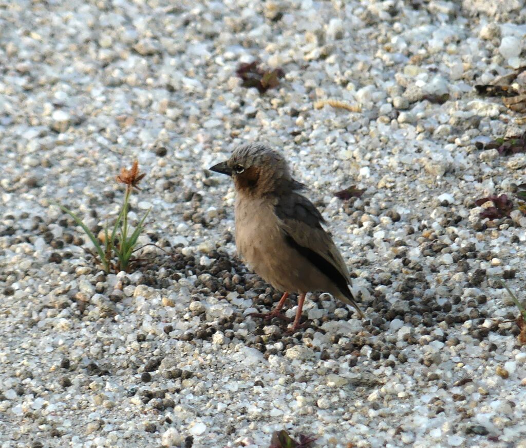 Grey-capped Social Weaver