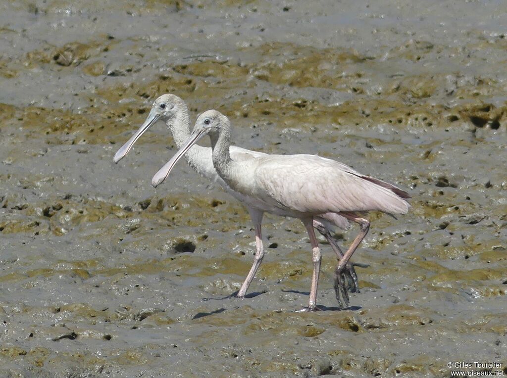 Roseate Spoonbill