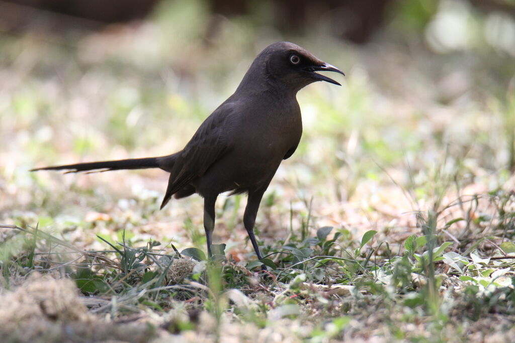 Ashy Starling