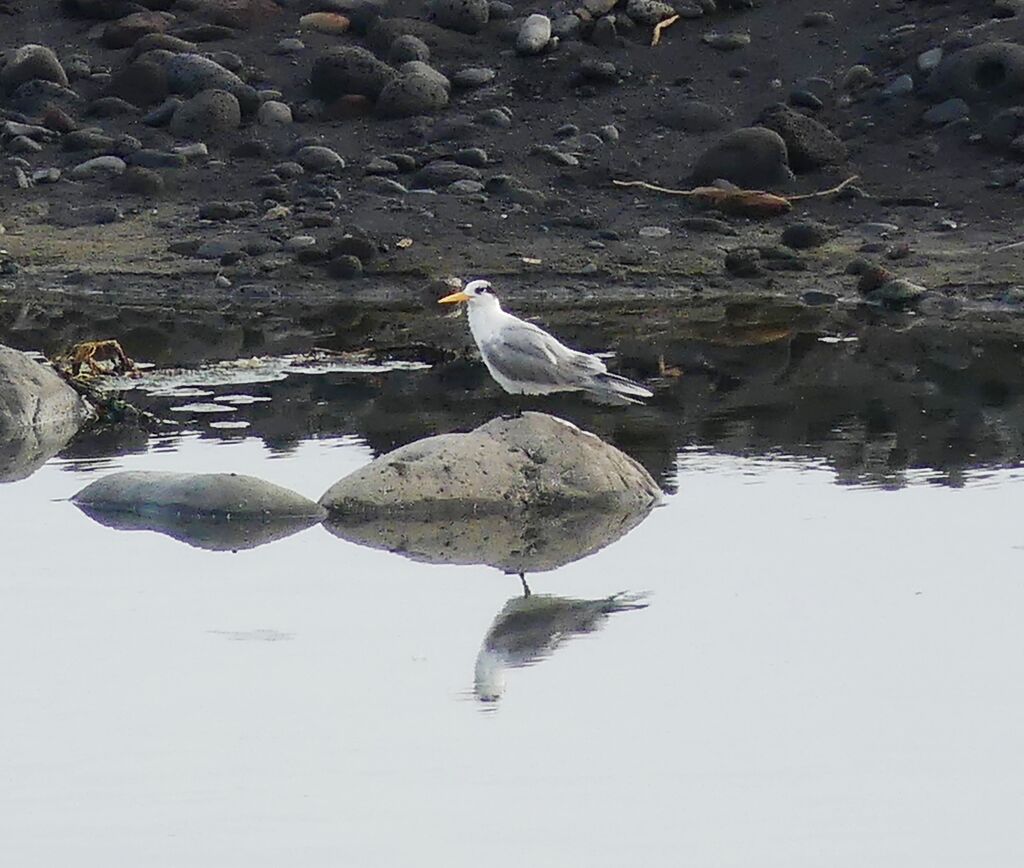 Lesser Crested Tern