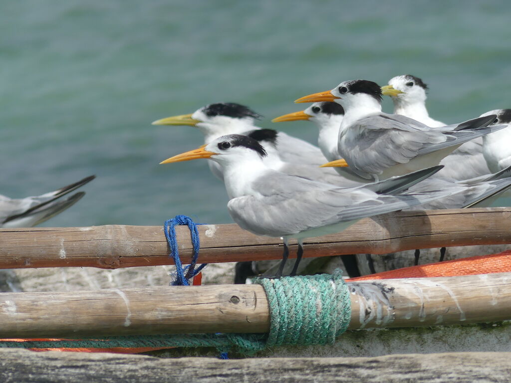 Lesser Crested Tern