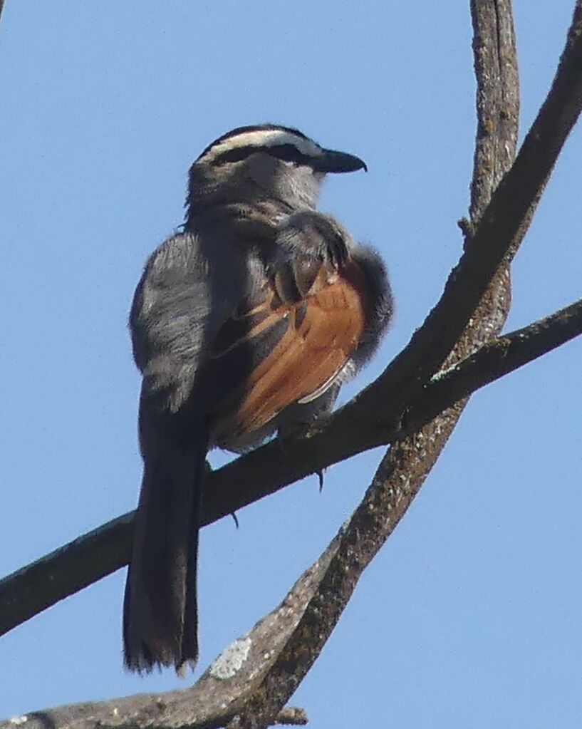 Tchagra à tête noire
