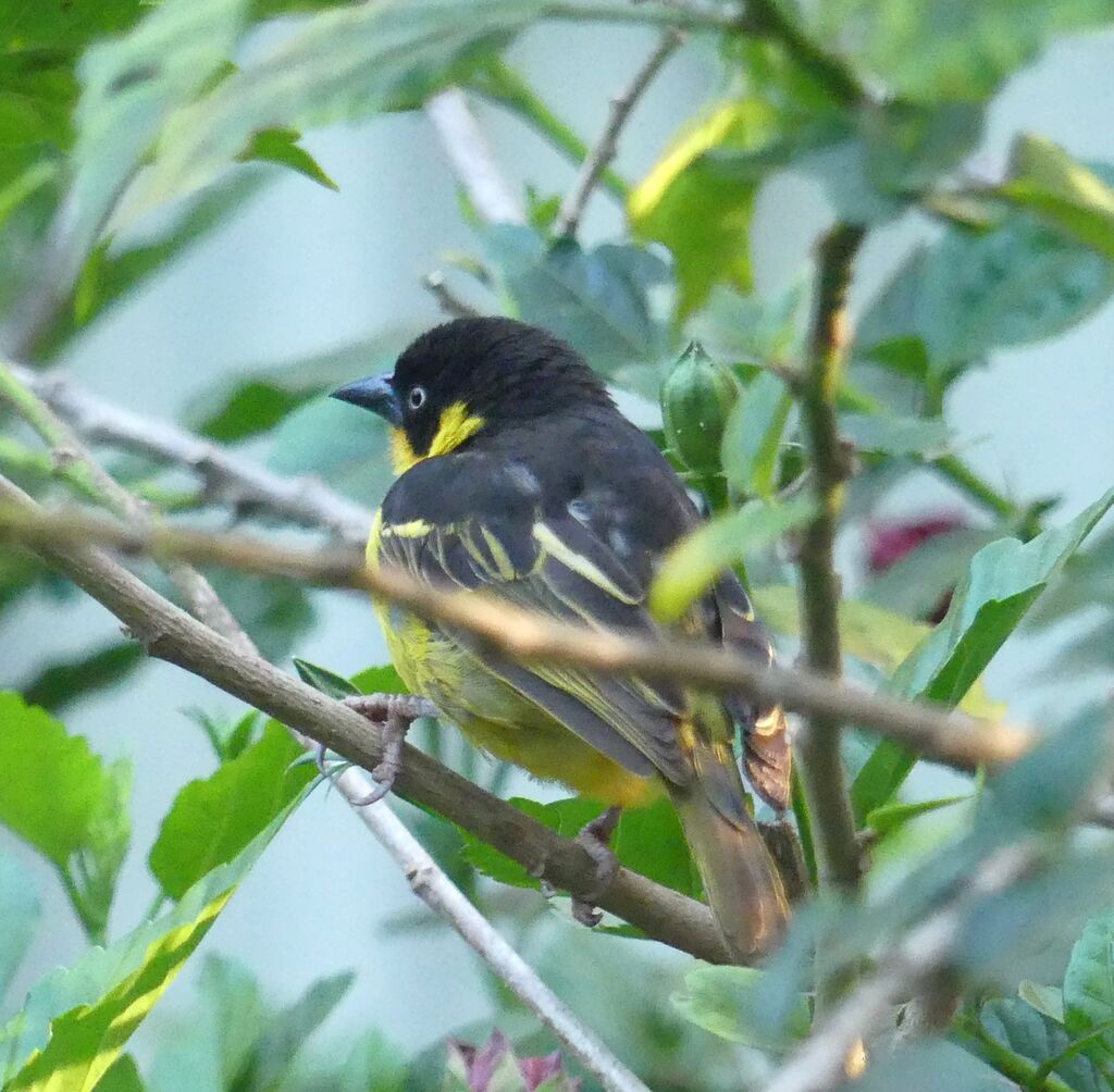 Baglafecht Weaver