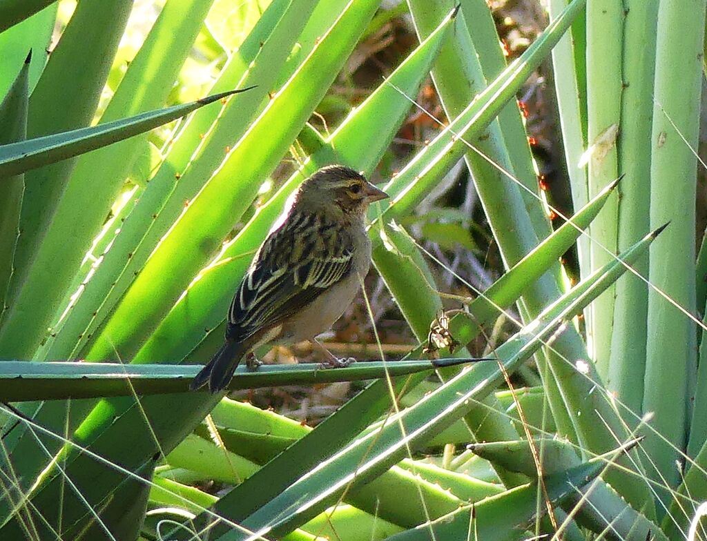Sakalava Weaver