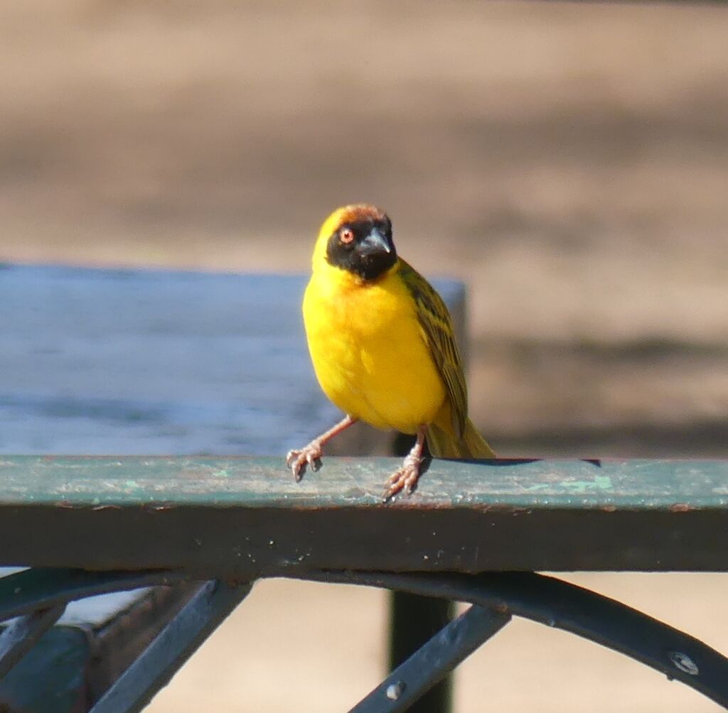 Vitelline Masked Weaver