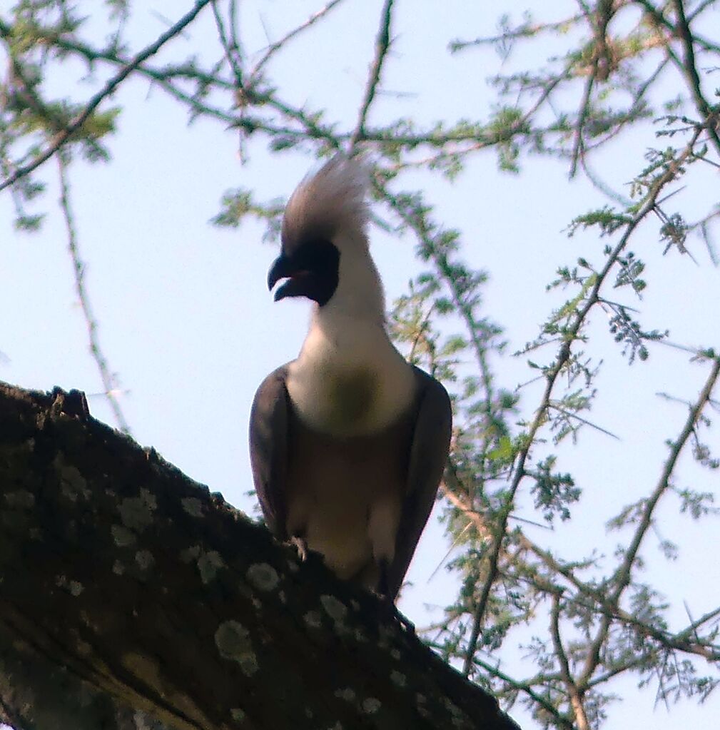 Bare-faced Go-away-bird