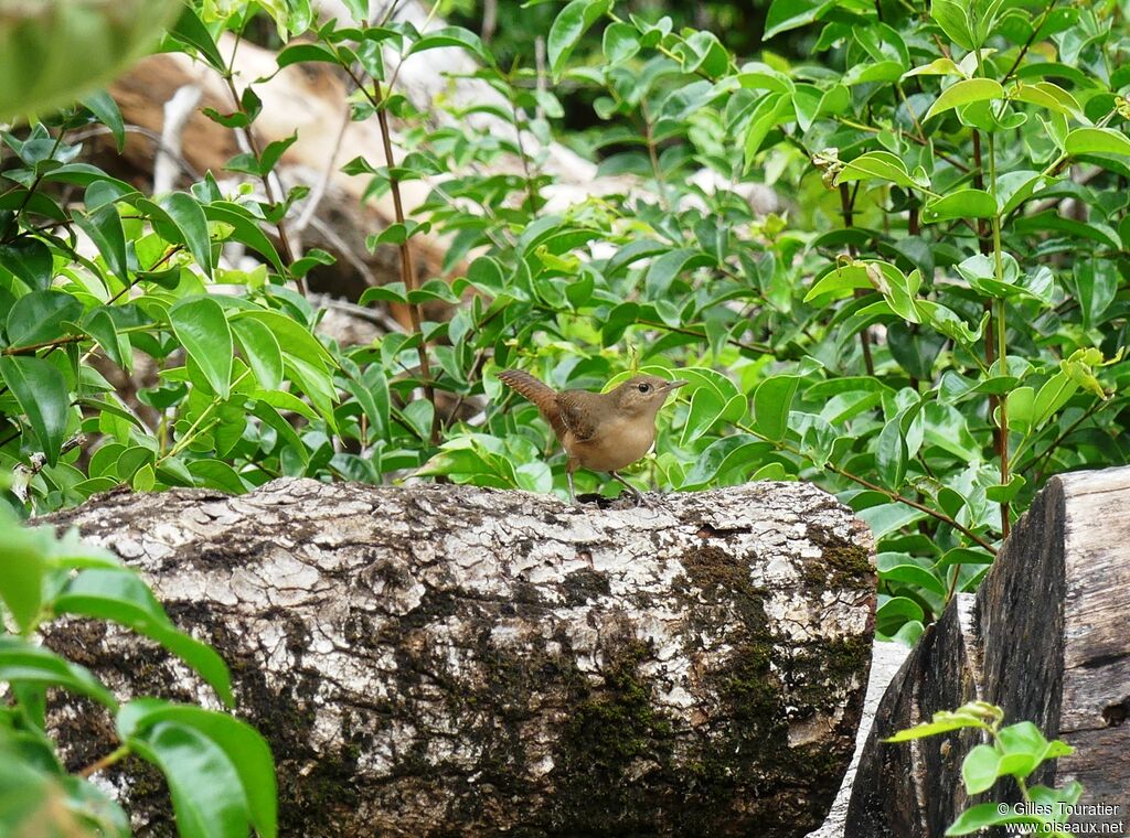 Northern House Wren