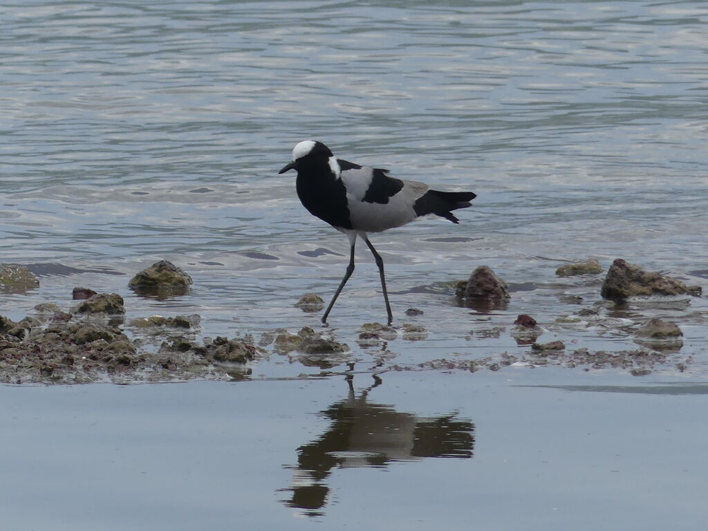 Blacksmith Lapwing