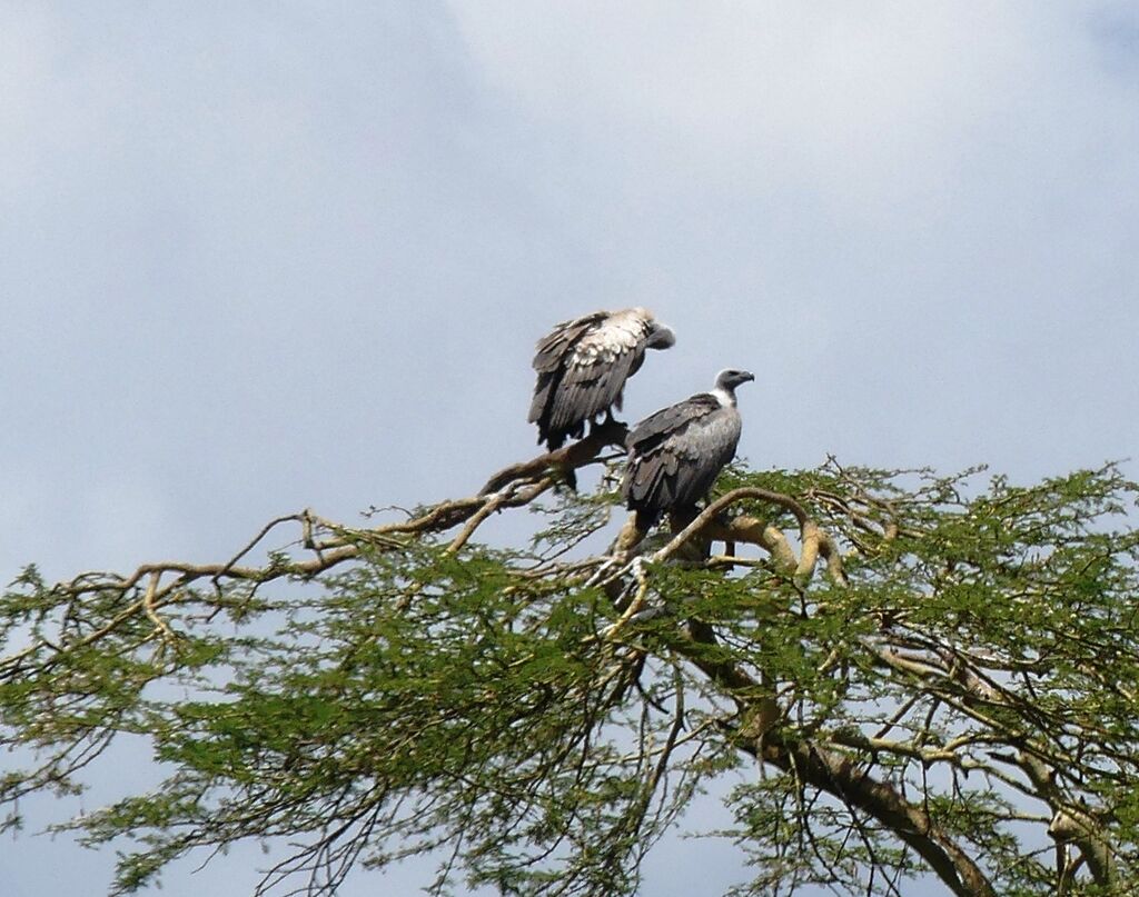 White-backed Vulture
