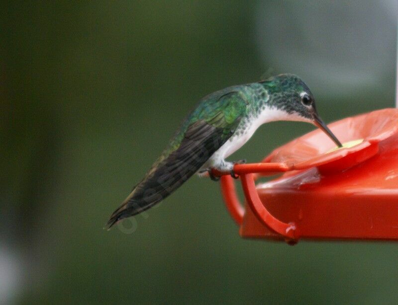 Andean Emerald female, identification