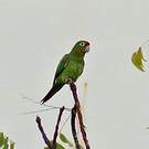 Conure de Finsch