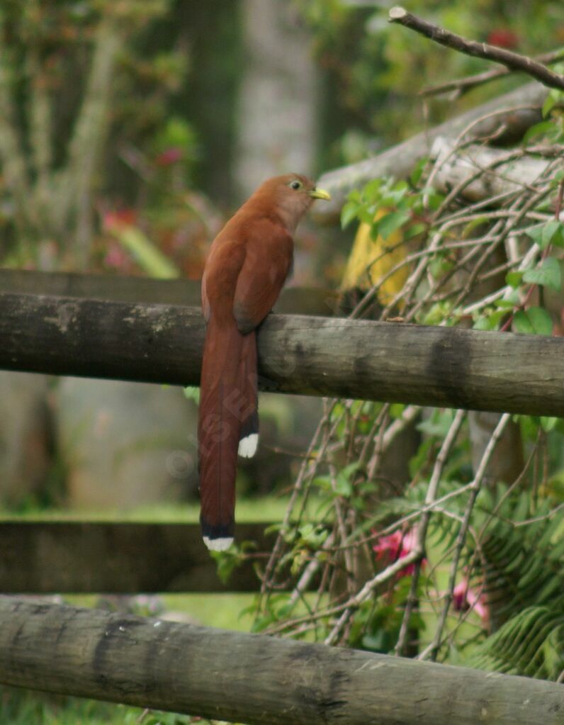 Piaye écureuiladulte