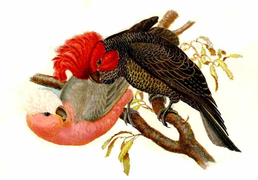 Cacatoès à tête rouge