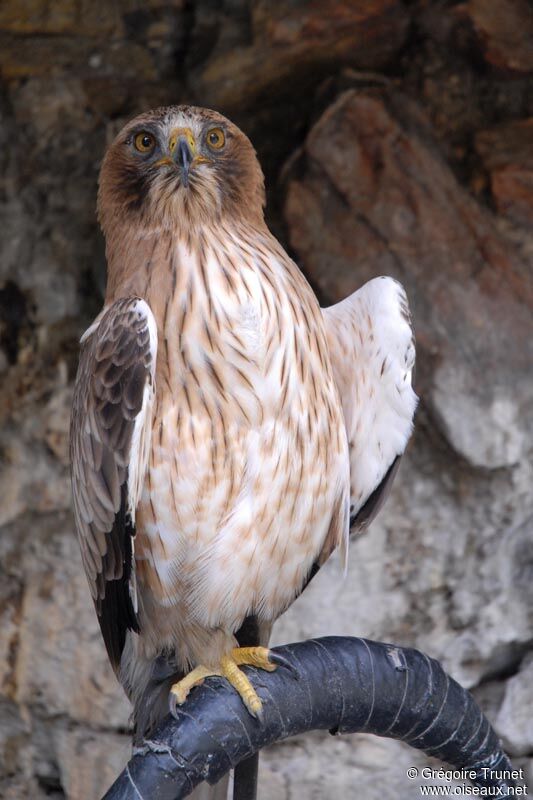 Booted Eagle