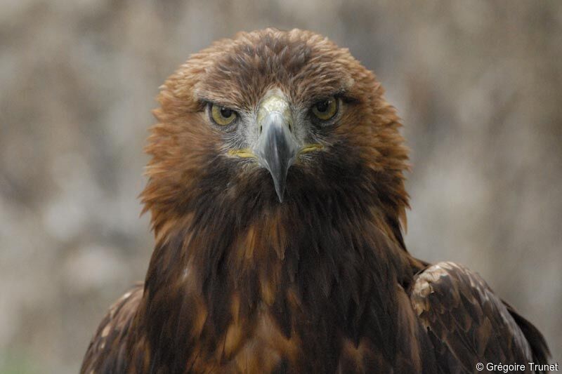 Aigle royal
