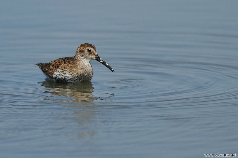 Bécasseau variable