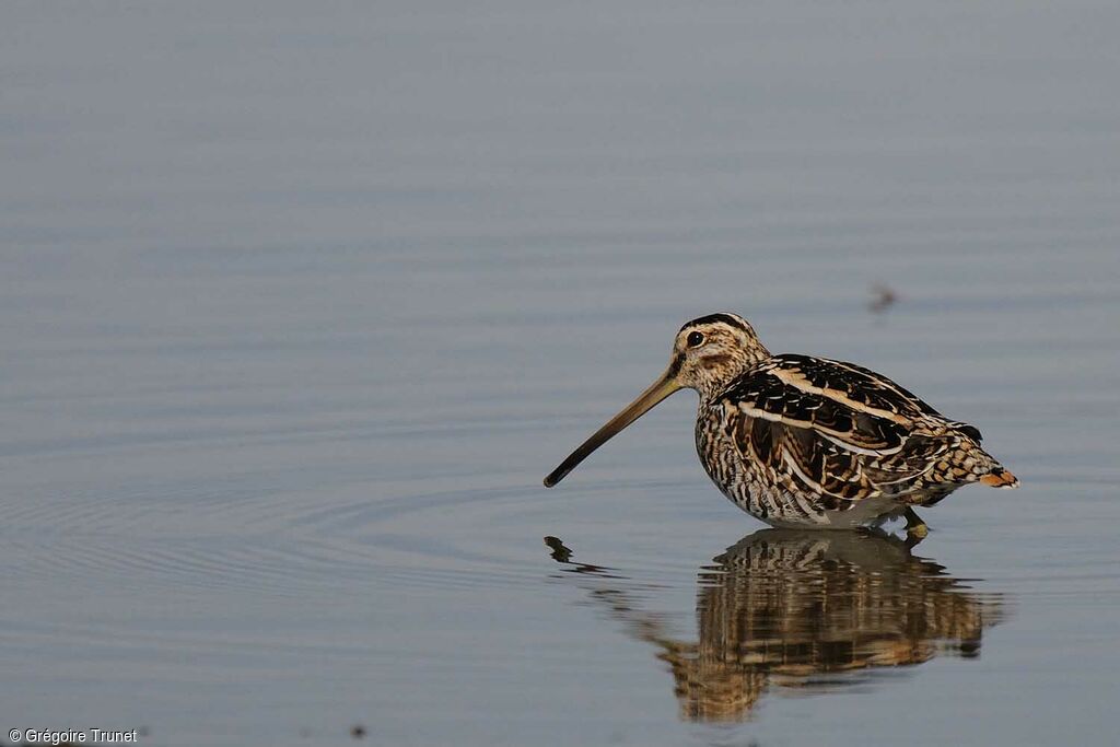 Common Snipe, identification