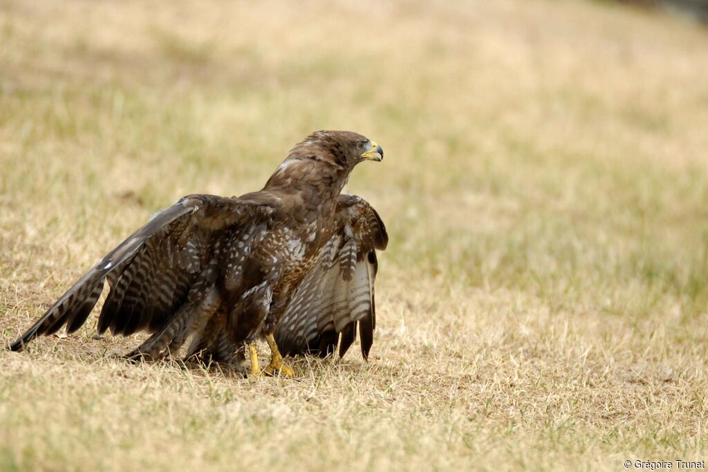 Buse variable