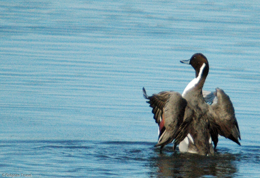 Canard pilet