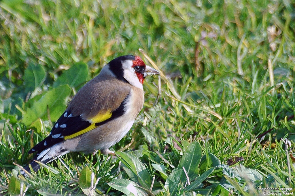 Chardonneret élégant