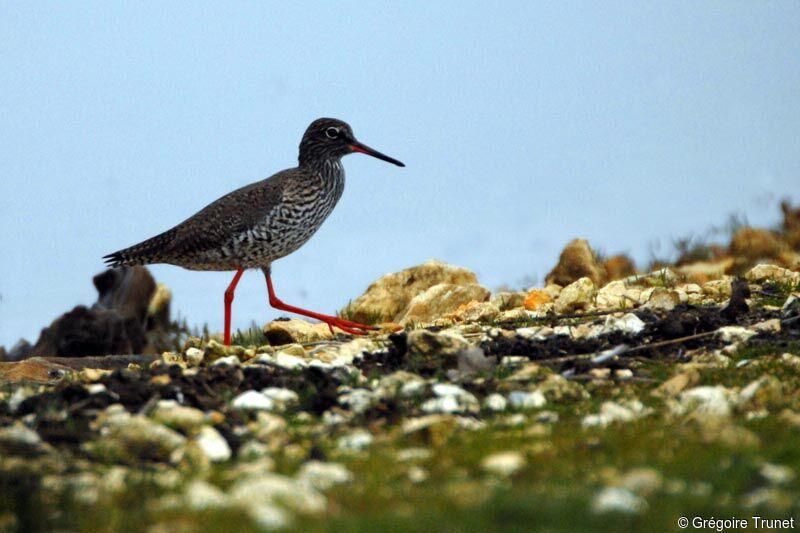 Common Redshank