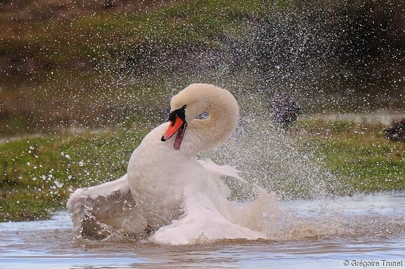 Cygne tuberculé