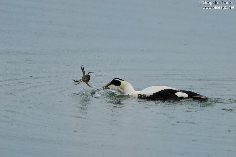 Eider à duvet