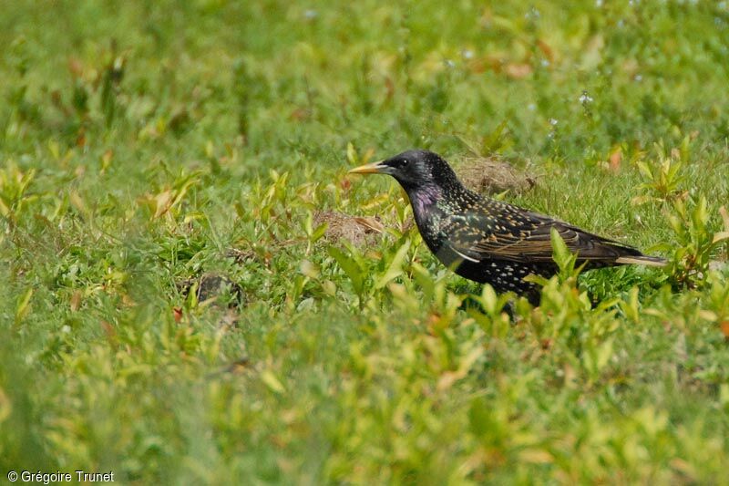 Common Starling