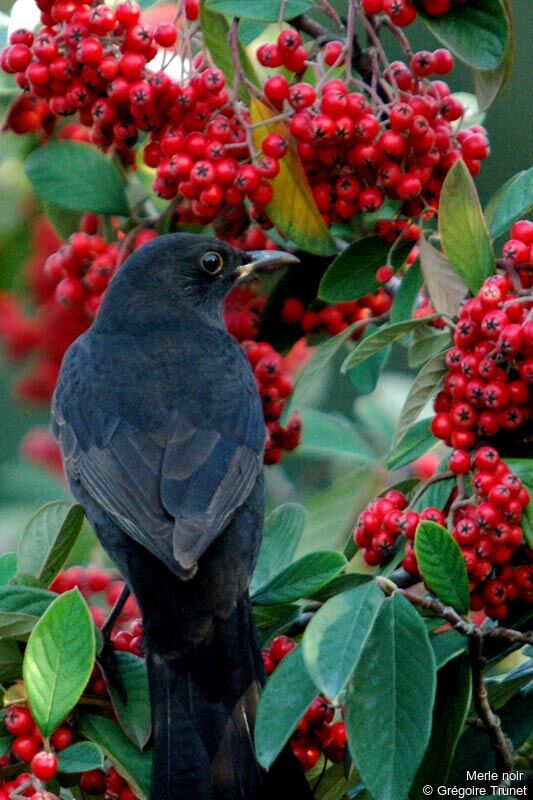 Common Blackbird