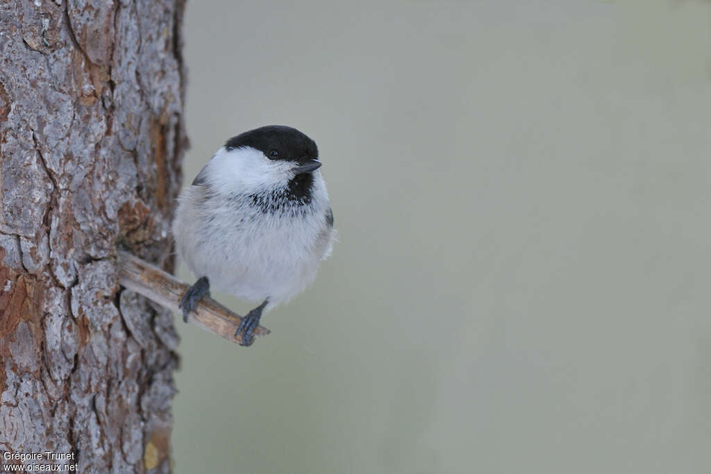 Mésange boréaleadulte nuptial, portrait
