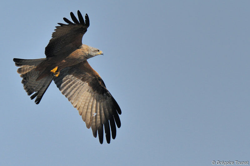 Black Kite